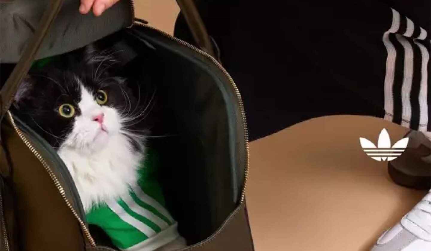 adidas-pet.jpg