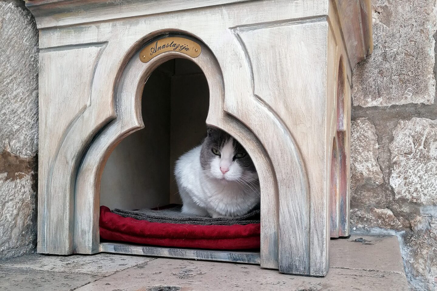 Gata es desalojada de museo