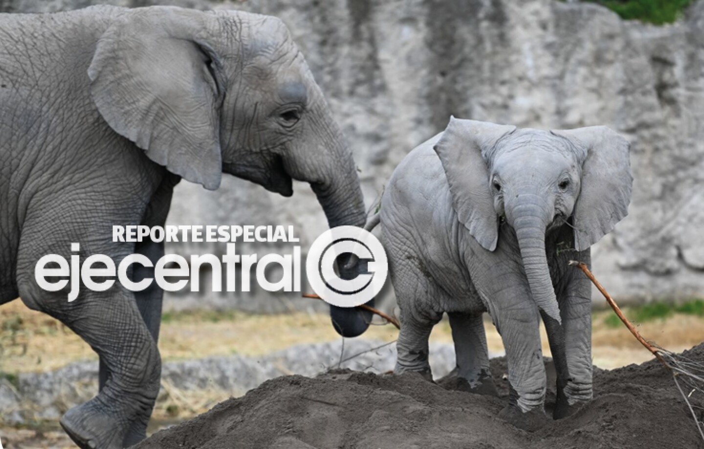 Promo_470_Caza de elefantes