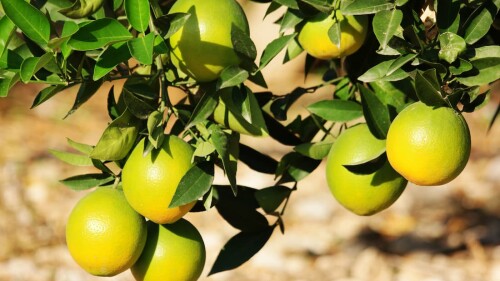 árbol de limón limonero