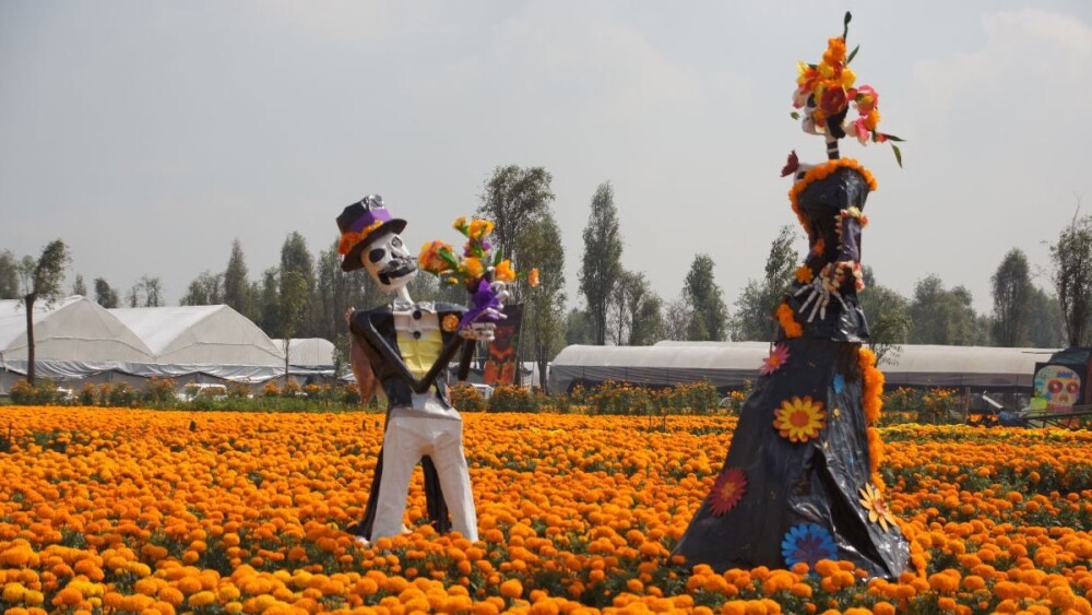 cempasuchitl clara brugada.jpg