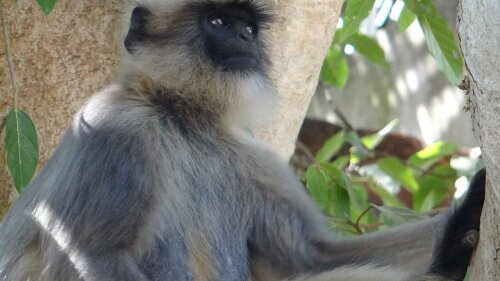 gray-langur-264160_1280