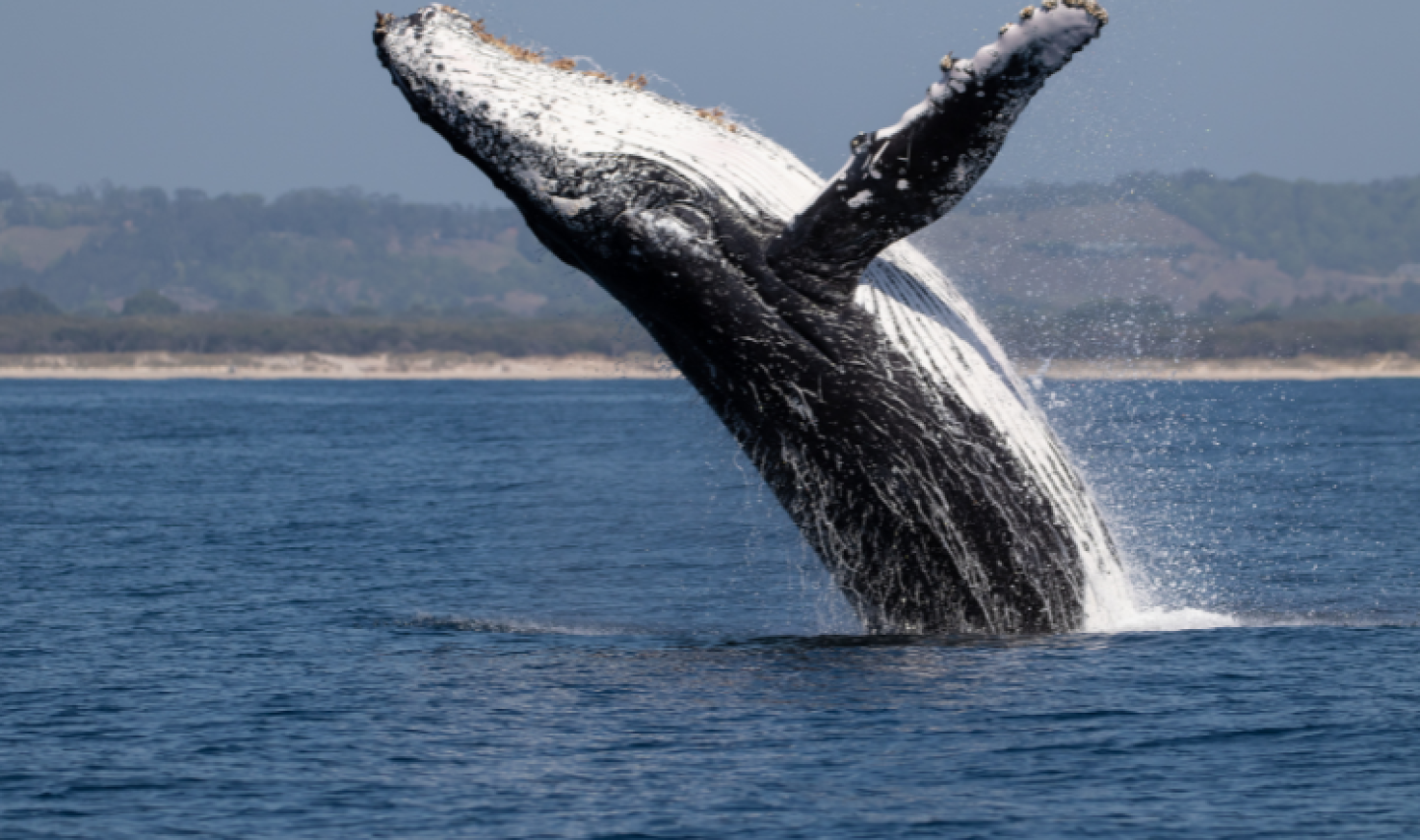 las ballenas