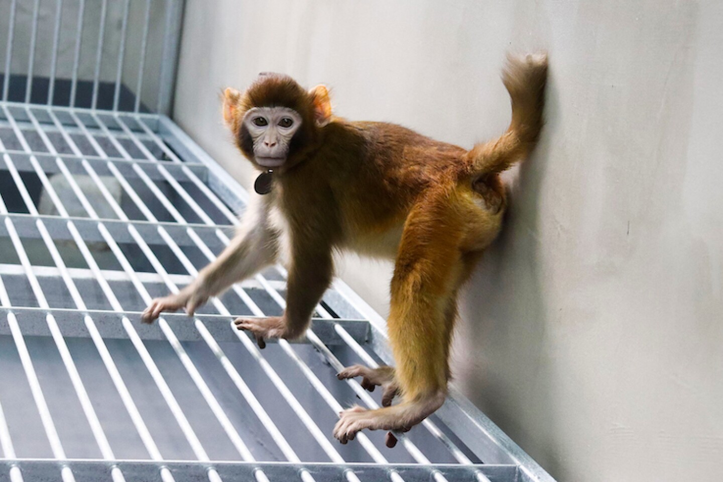 CHINA-SCIENCE-MONKEY-CLONING