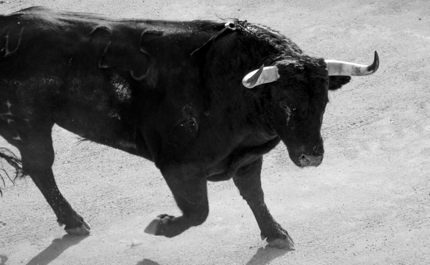 antitaurinos y corridas de toros