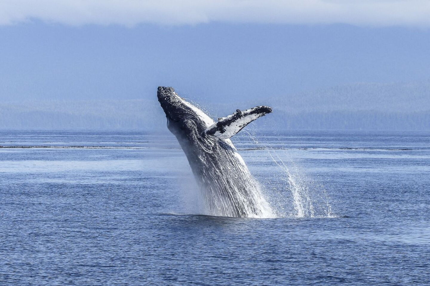 Ballenas “ganan” en tribunales: jueza en Sonora bloquea tránsito de buques de gas en el Golfo de California
