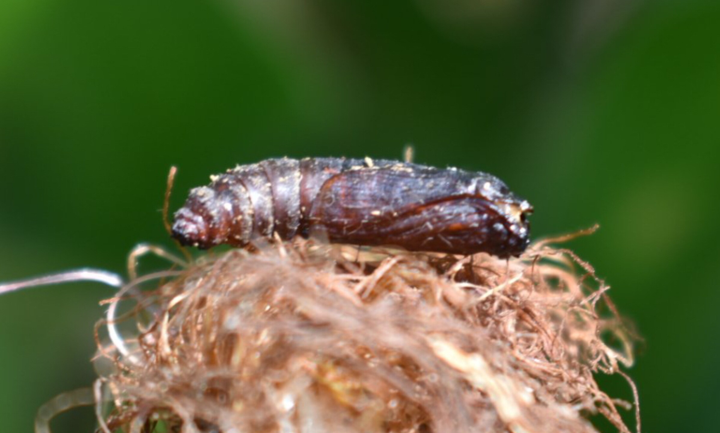 Gusano barrenador Diatraea