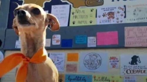 perro-puebla