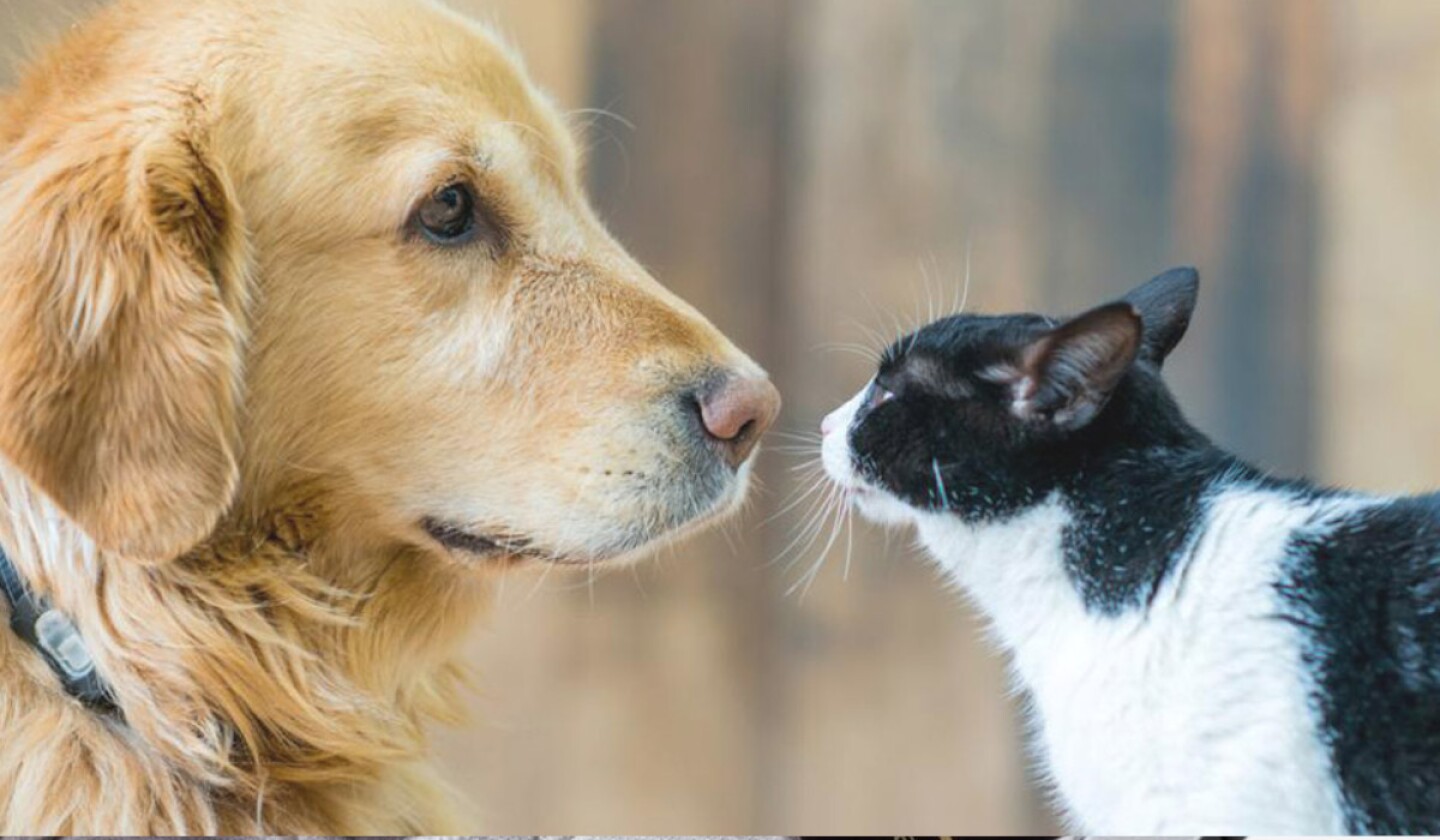 animales seres sintientes.jpg