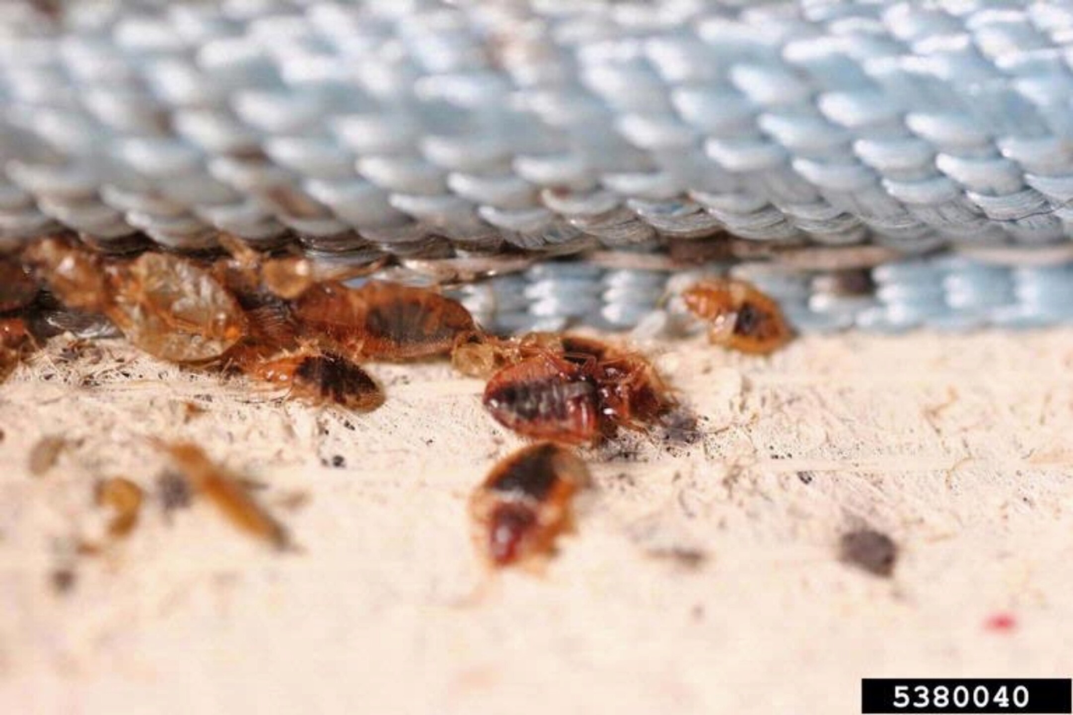 chinches-de-cama-bedbug-infest-big