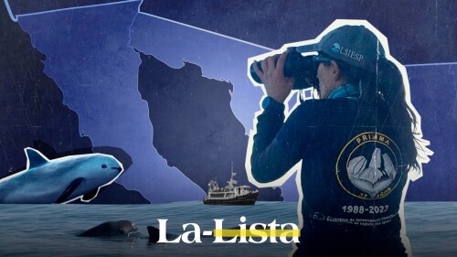 Día Internacional de la Vaquita Marina