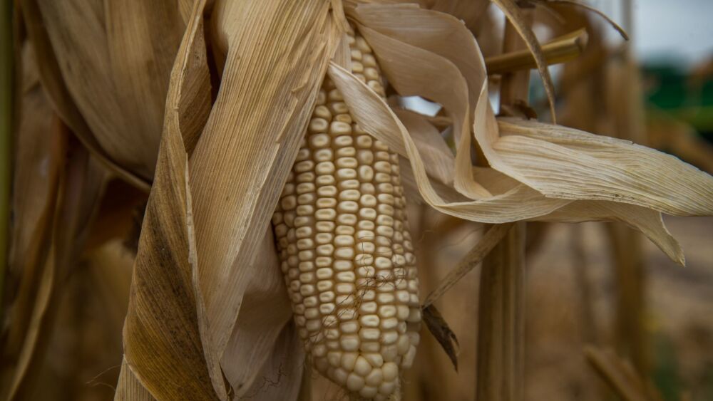 Producción de maíz libre de agroquímicos y de glifosato que se implementa en Culiacán.