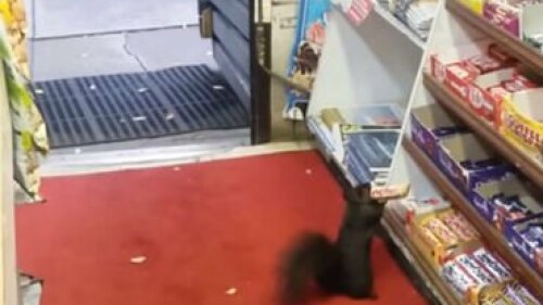 Ardillas roban chocolates