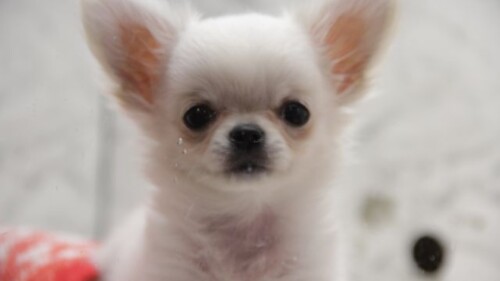 venta.de-perros-y-gatos-nuevo-leon