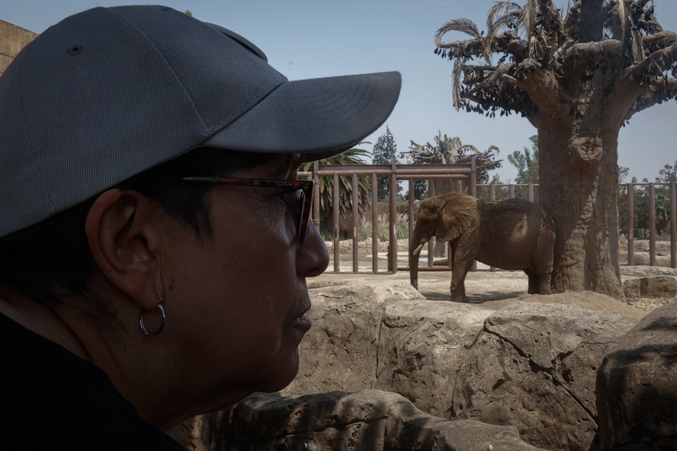 Elefante-Ely-zoologico-aragon-maltrato-descuido-Diana-Valencia-activista-15