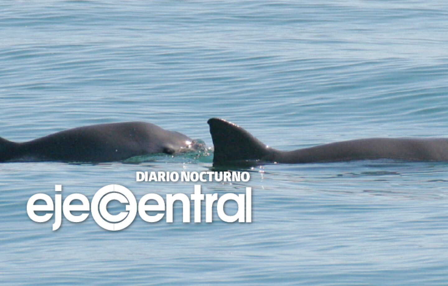 Promo_591_Las 10 vaquitas marinas que quedan por proteger