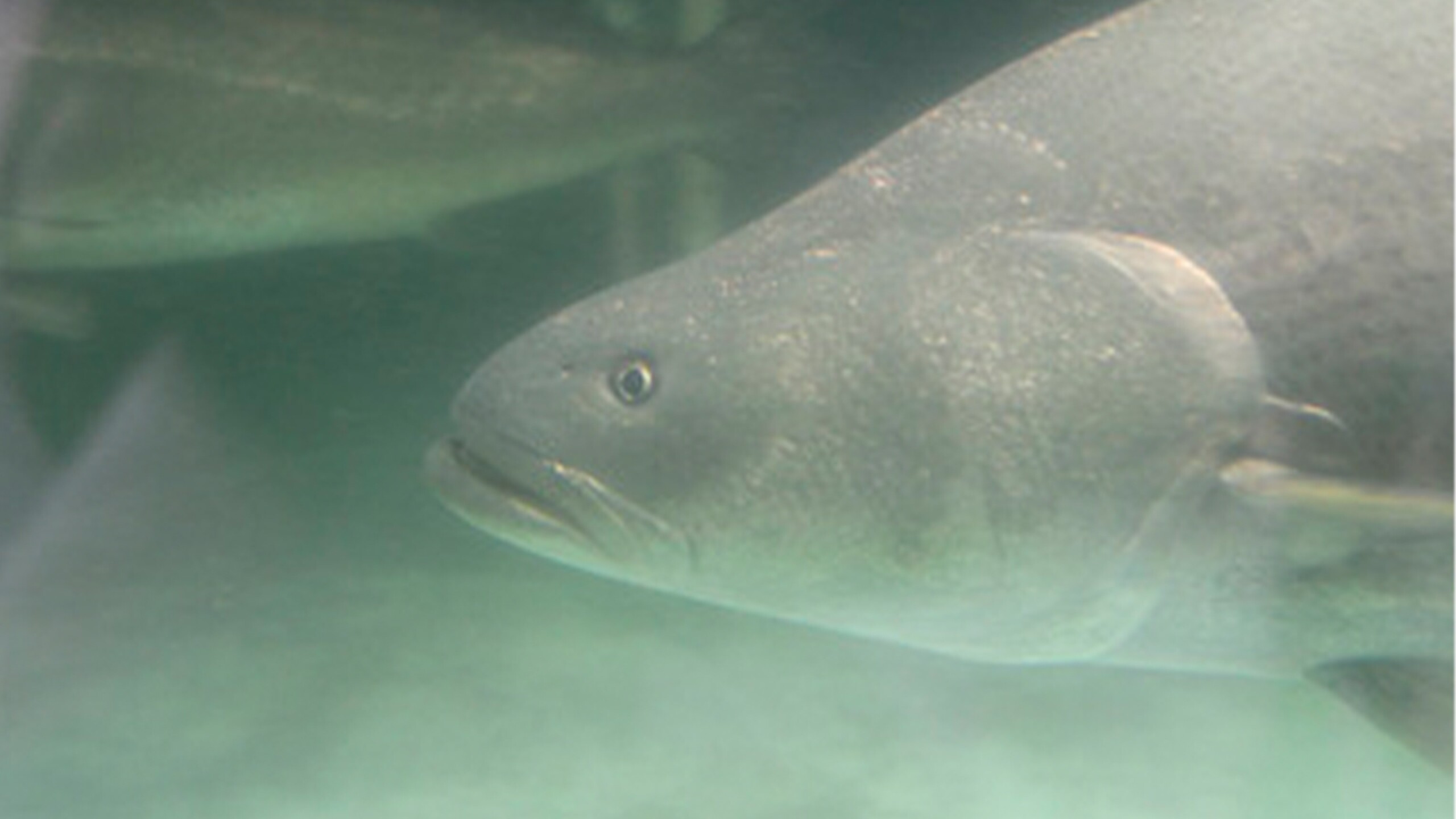 trafico-ilegal-pez-totoaba-vaquita-marina-cites-semarnat