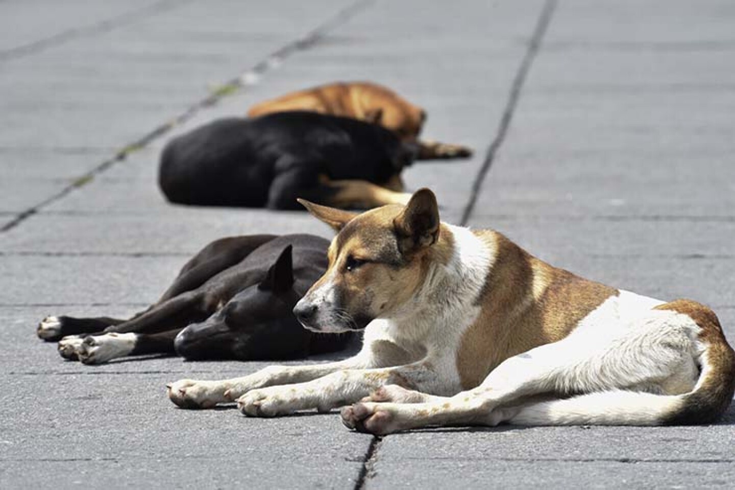 PROTECCIÓN ANIMAL