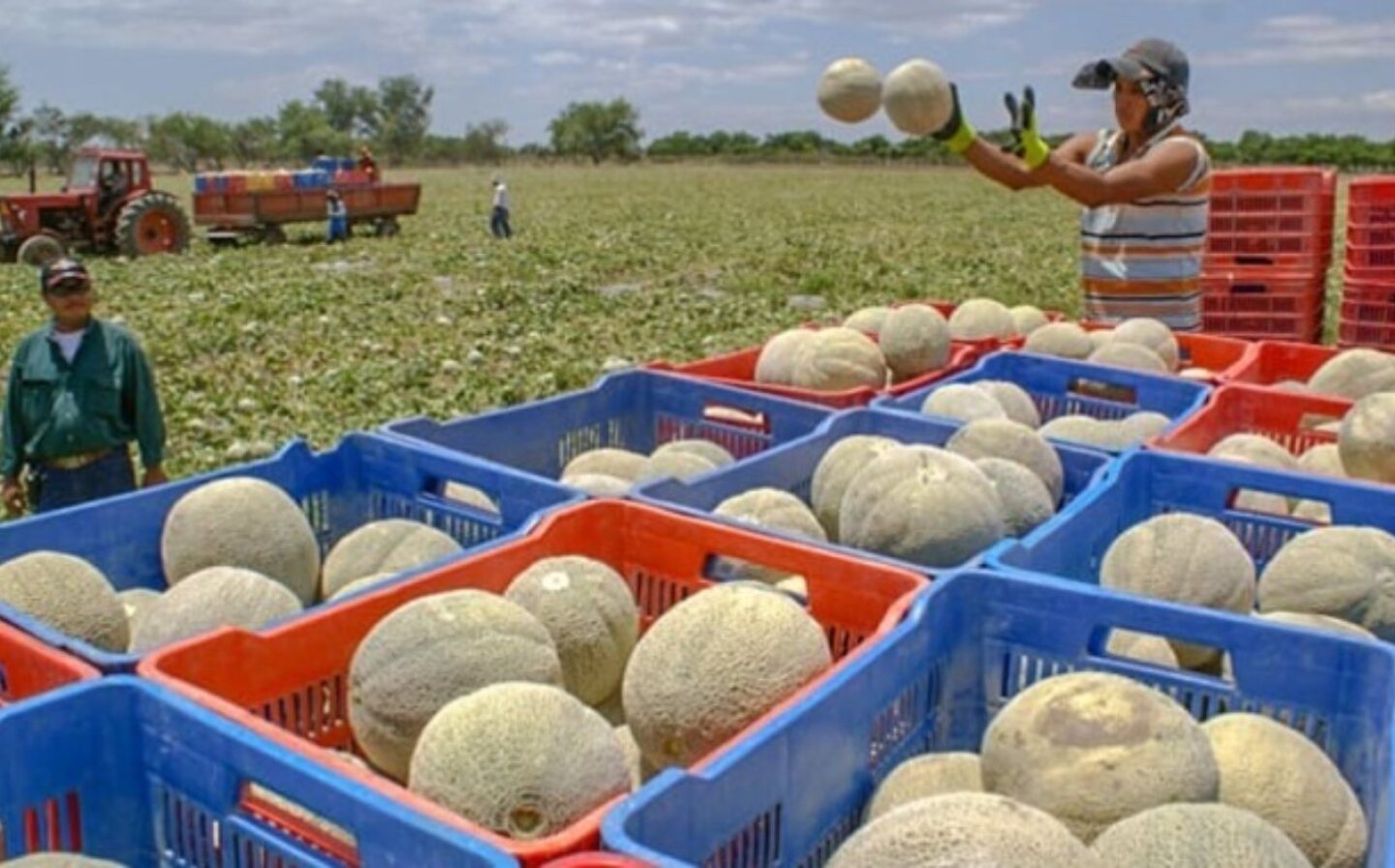 melones salmonella