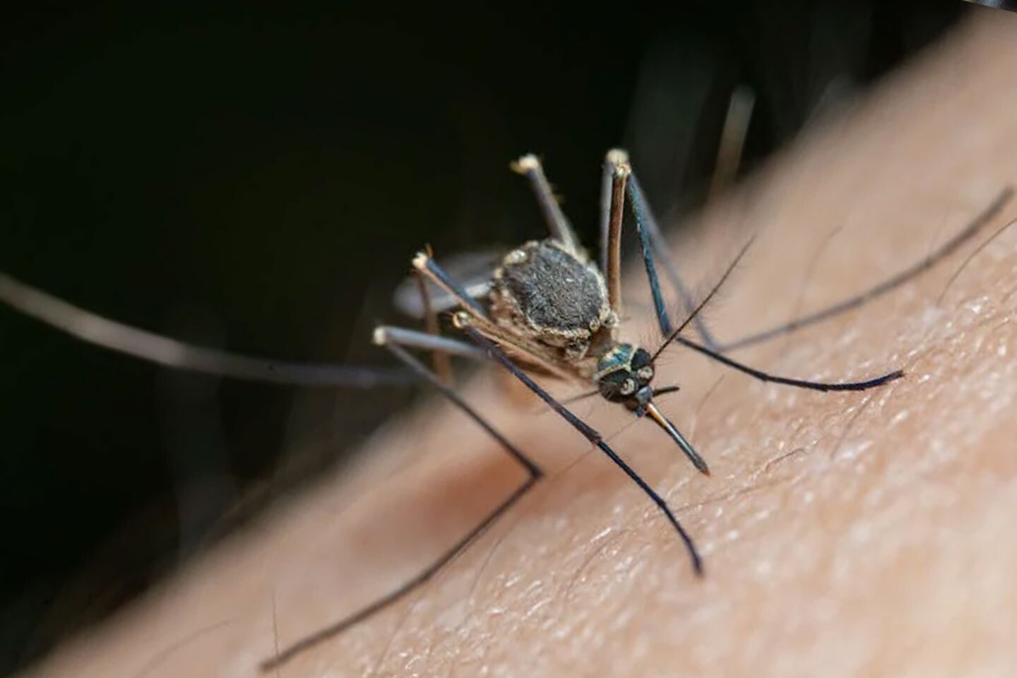 Mosquitos-picando.jpg
