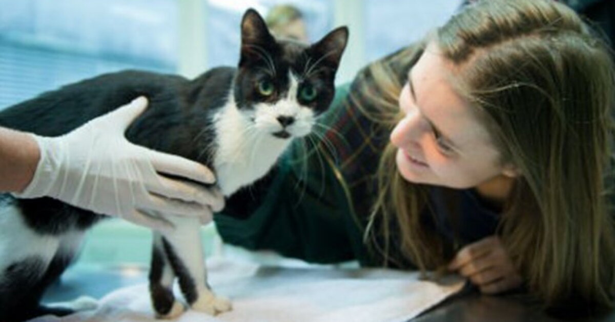 Can Cats Love You? Here's What Science Says Can Cats Love You? Here's What Science Says