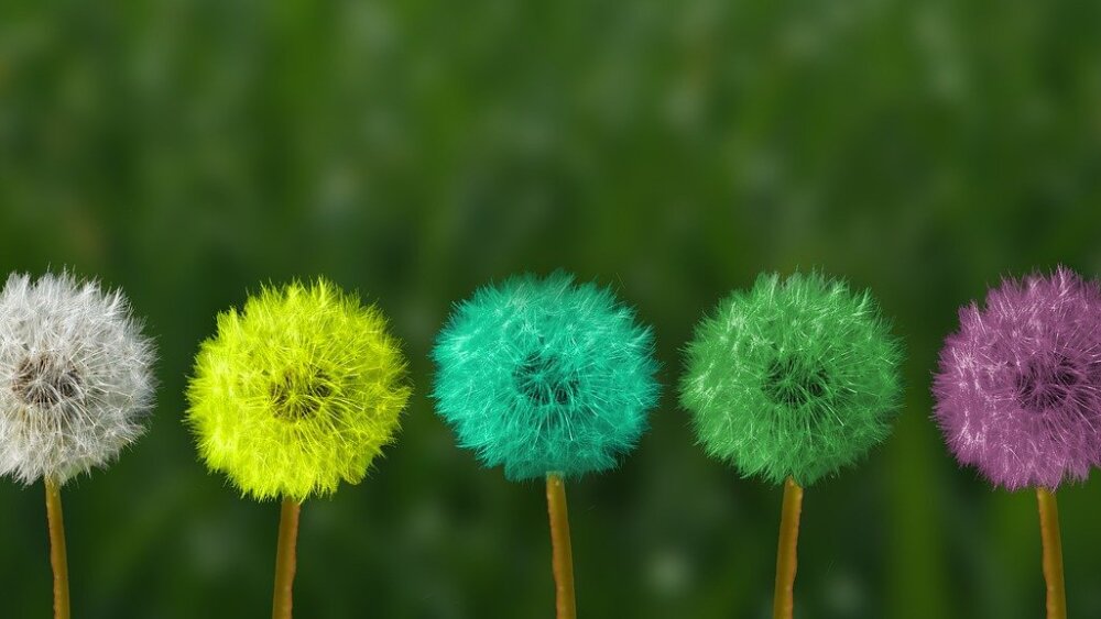 dandelion-2817950_1280