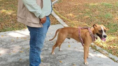 perro-tuxtla-gutierrez