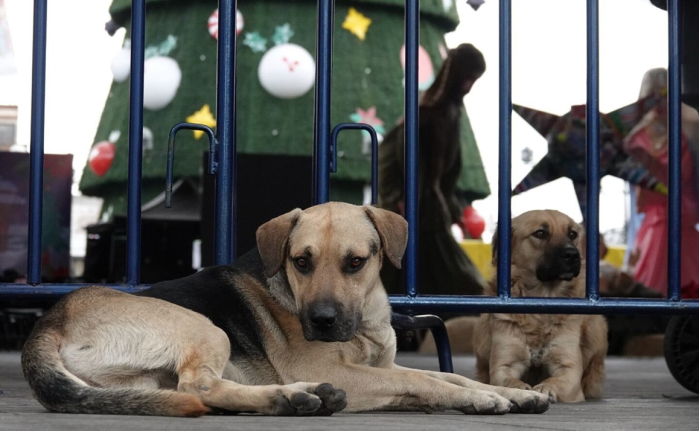 Perros y gatos en Navidad
