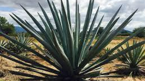 Captura de pantalla 2021-03-13 a la(s) 22.09.42