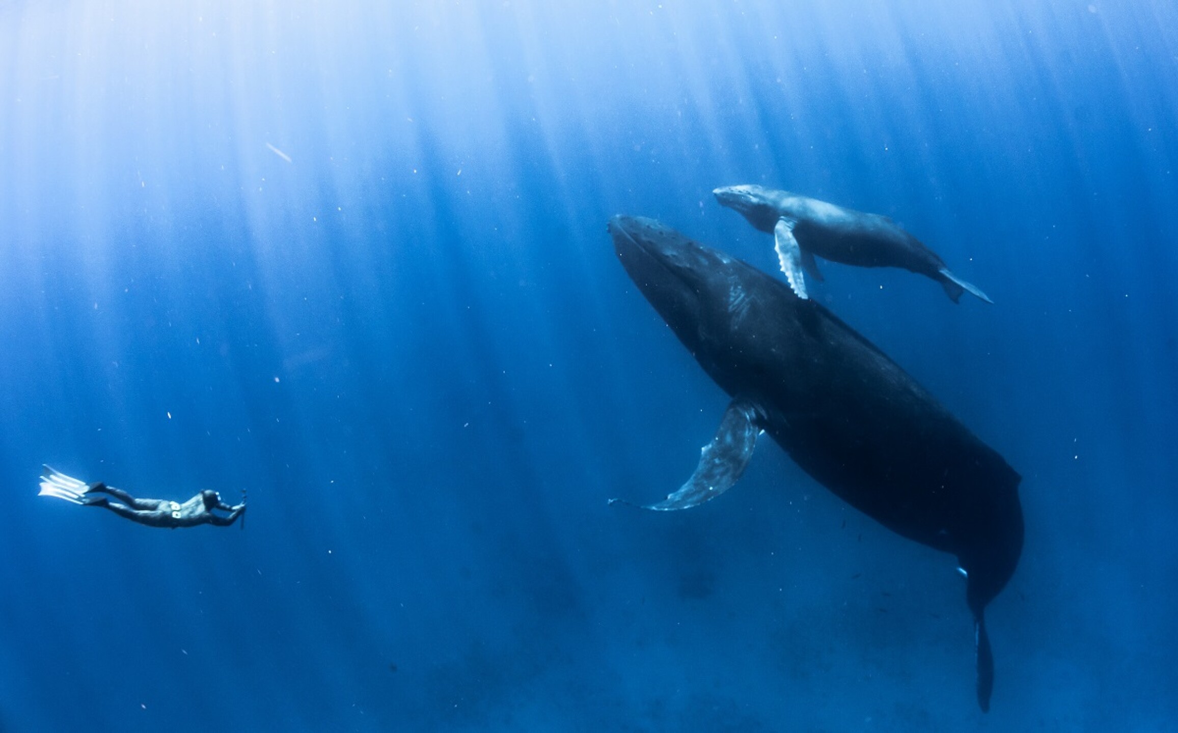diver-and-humpback-whales-2023-11-27-05-03-37-utc