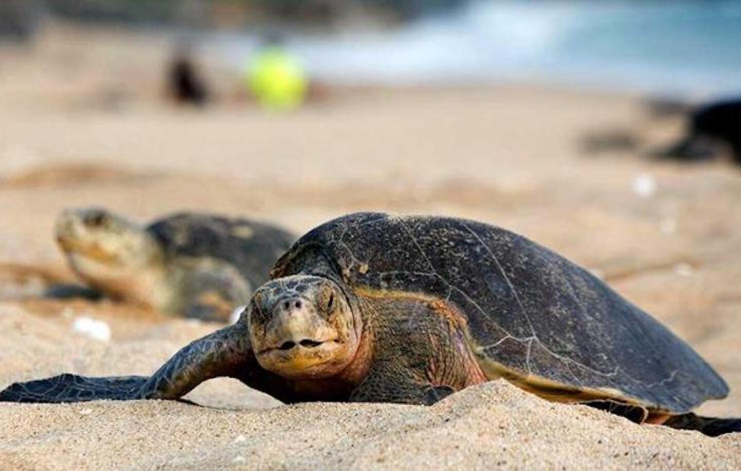 tortuga-afp-kfVC-U502150699041Nl-624x385@Ideal