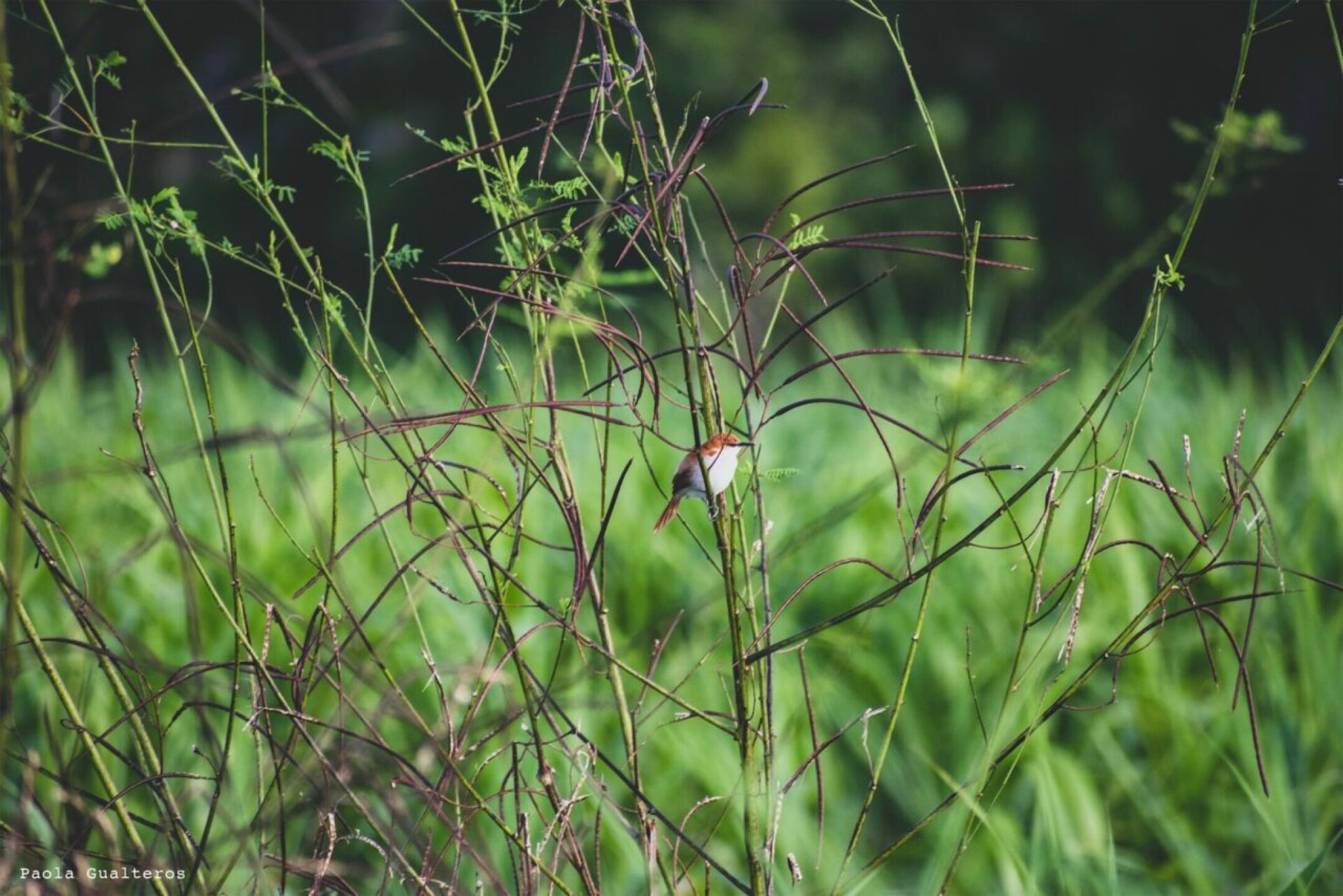 Parque-Nacional-Natural-Amacayac-gurutie-rojiblanco-1280x854