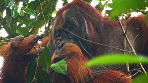 Orangután se cura una herida con hierbas medicinales