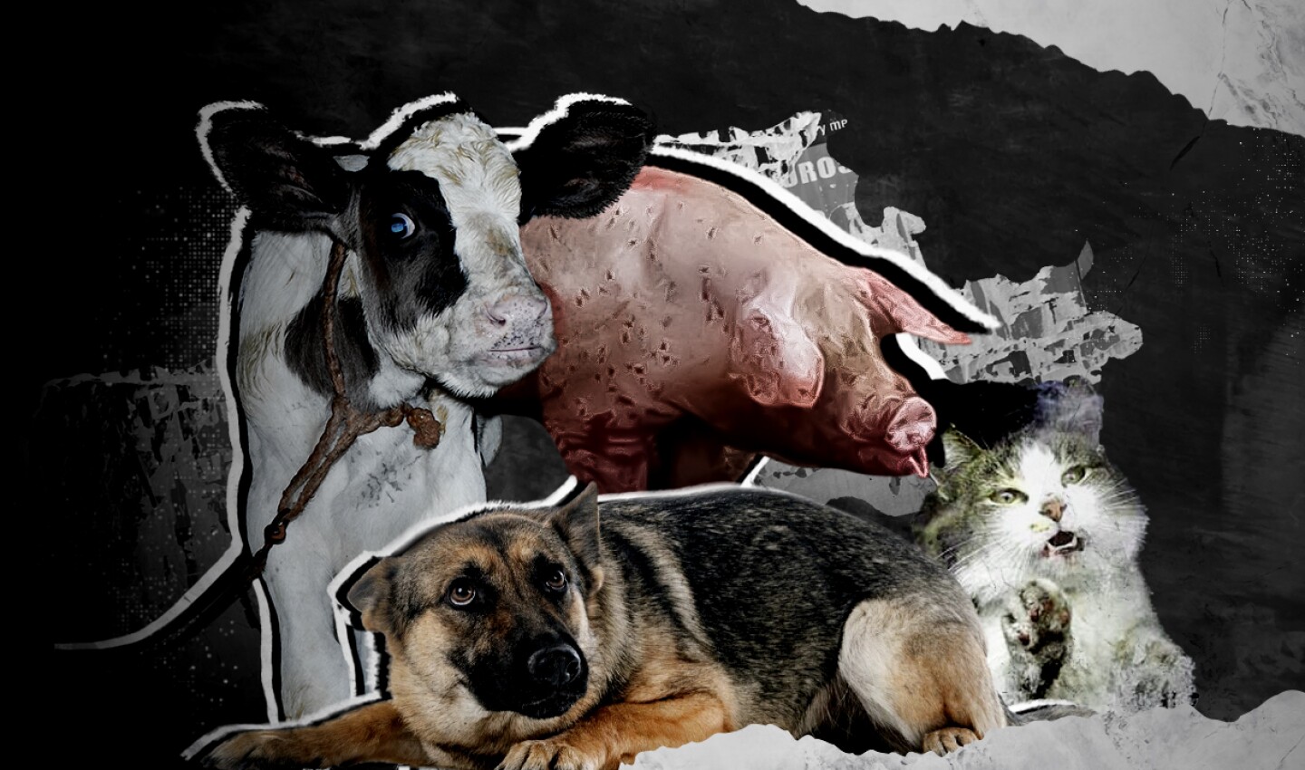 Maltrato animal
