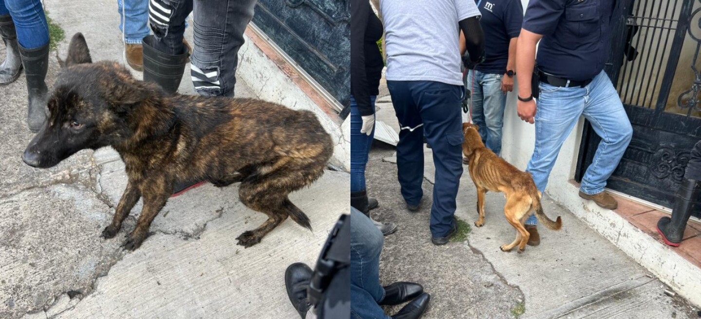rescate morelia