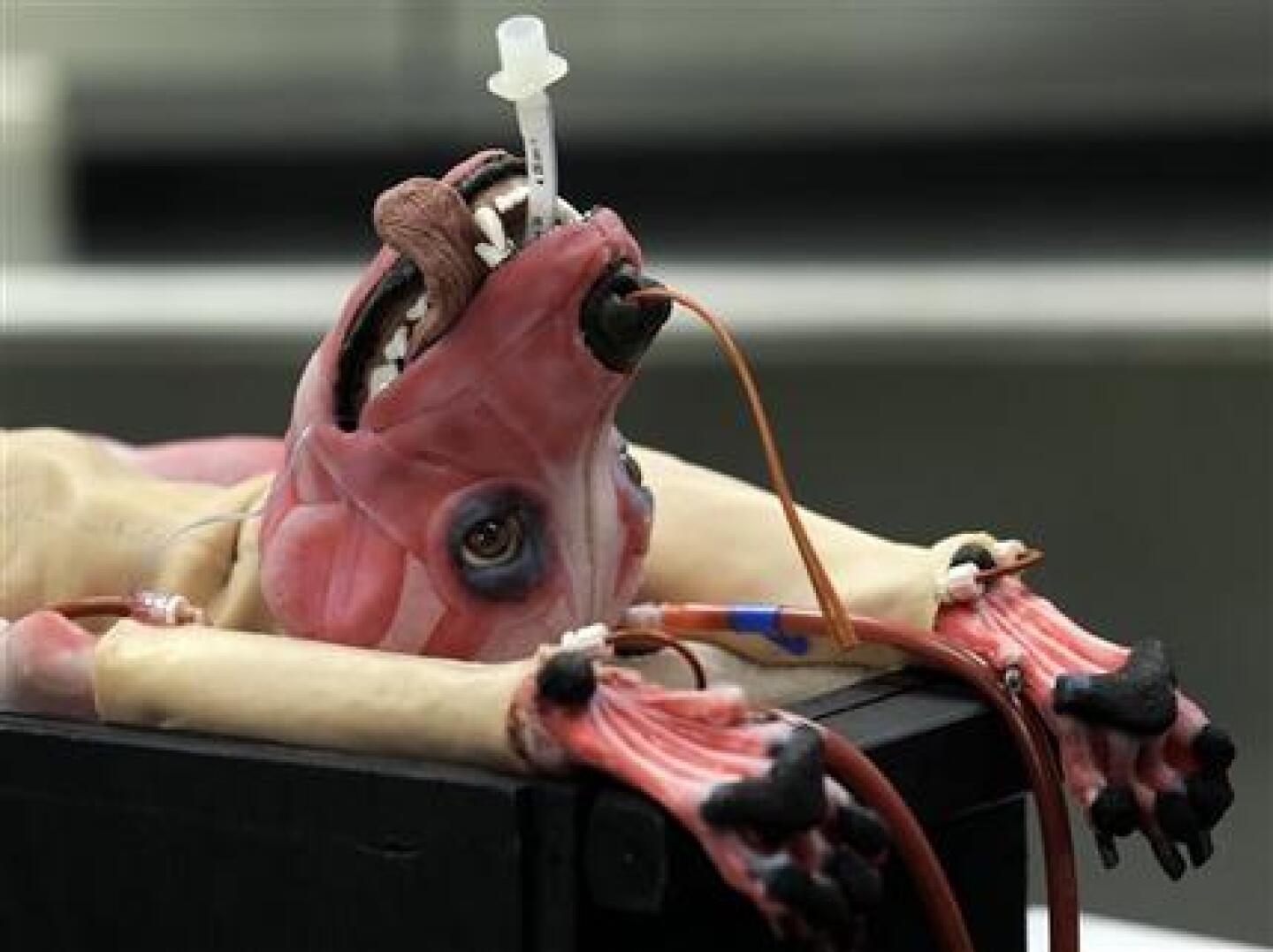 SynDaver Synthetic Canine