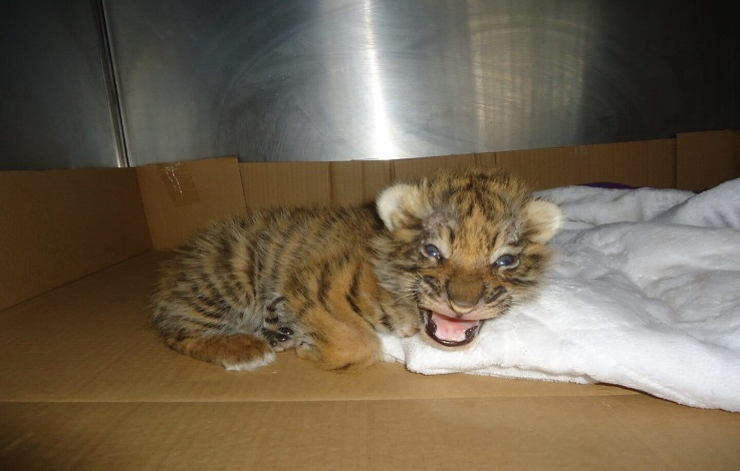 cachorro tigre