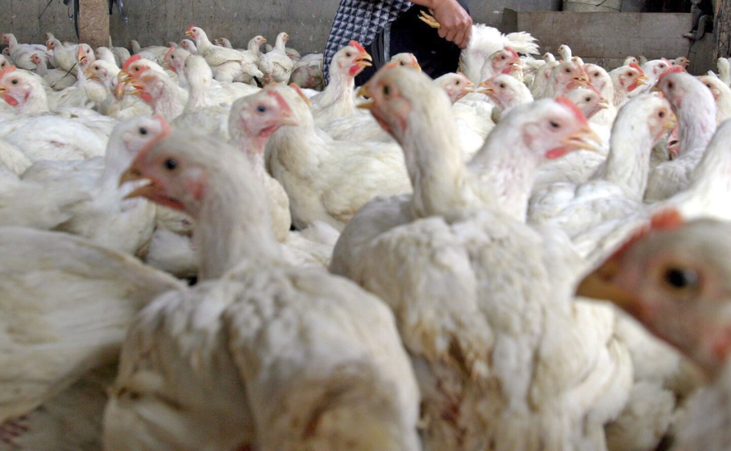 gripe-aviar-H5N1-efe-1