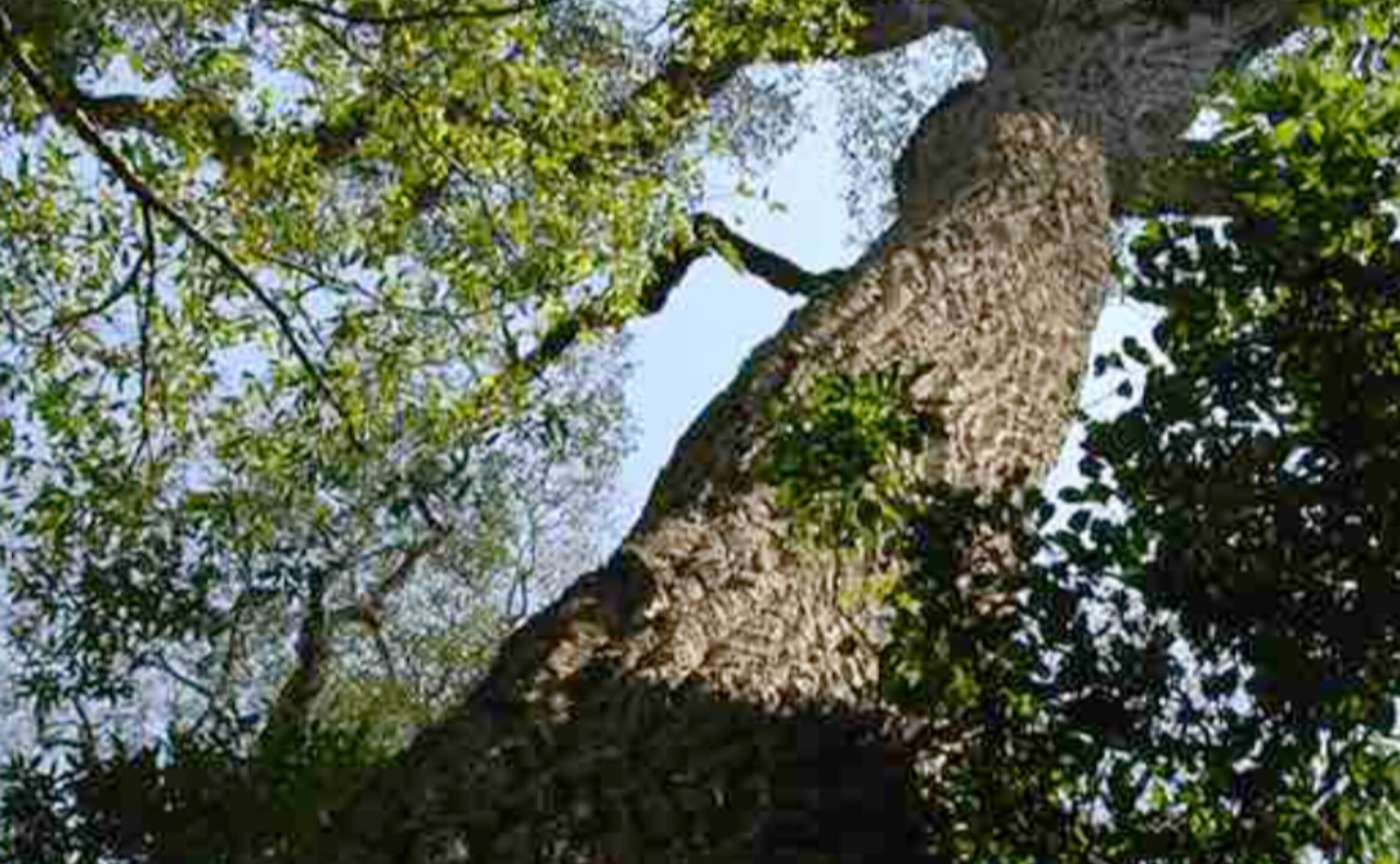 arboles-mongabay-4