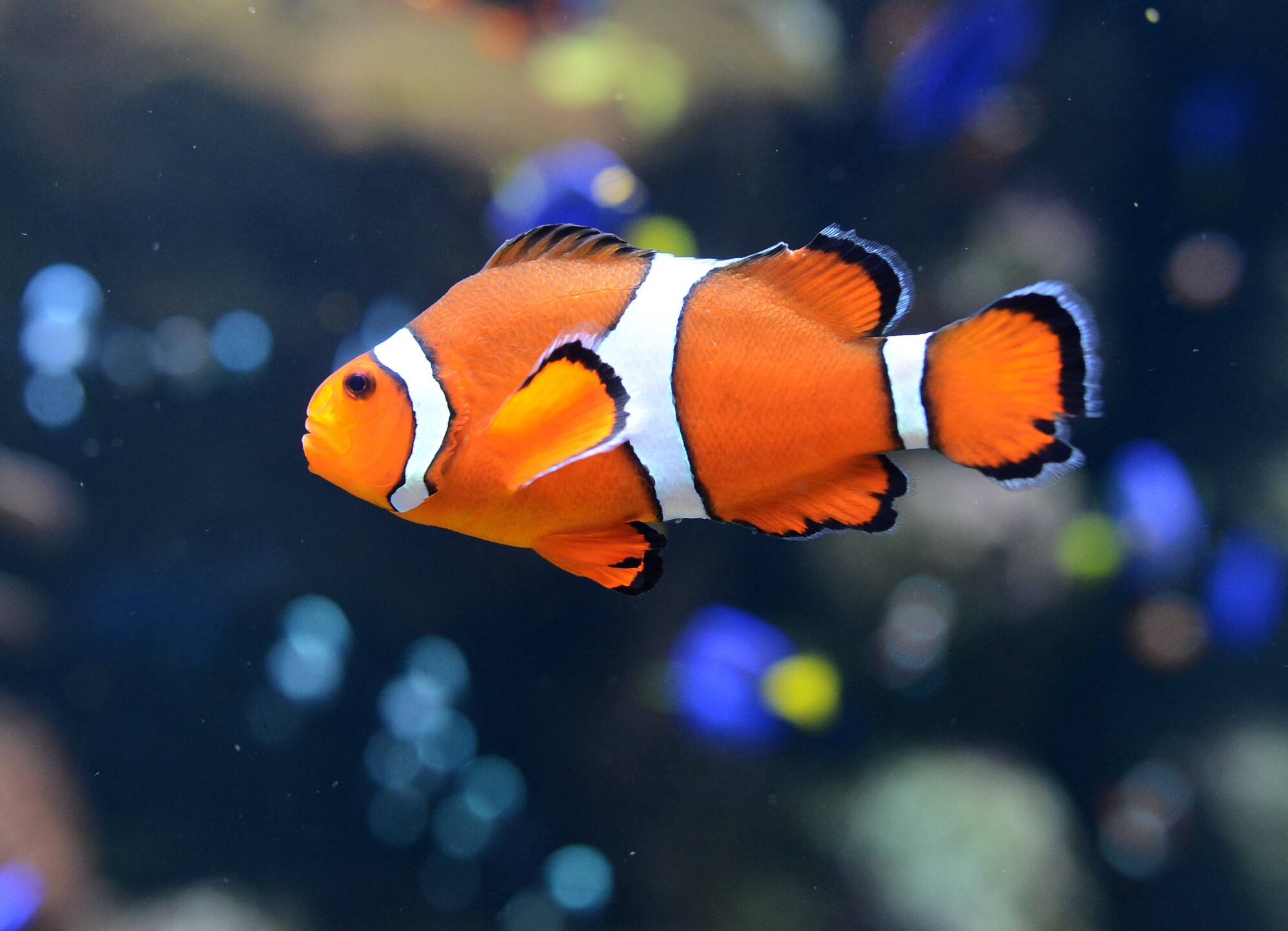 Los peces payaso macho pueden reemplazar a las hembras ante su ausencia