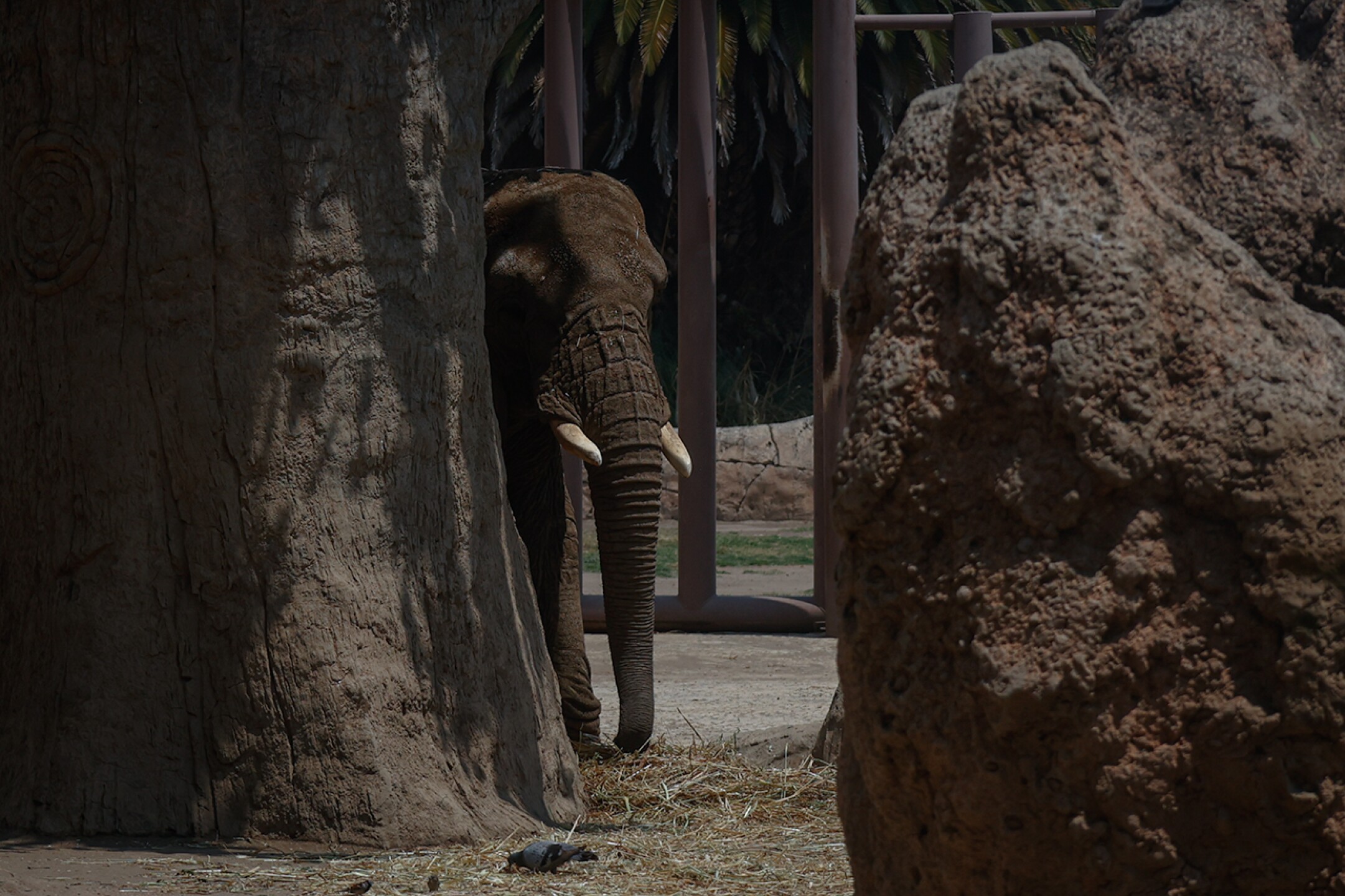 Elefante-Ely-zoologico-aragon-maltrato-descuido-Diana-Valencia-activista-2
