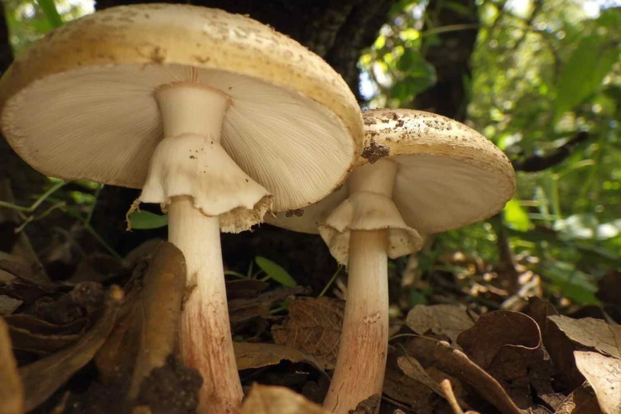 Bosque_Puebla_Amanita-amerirubescens-1-1200x800-1
