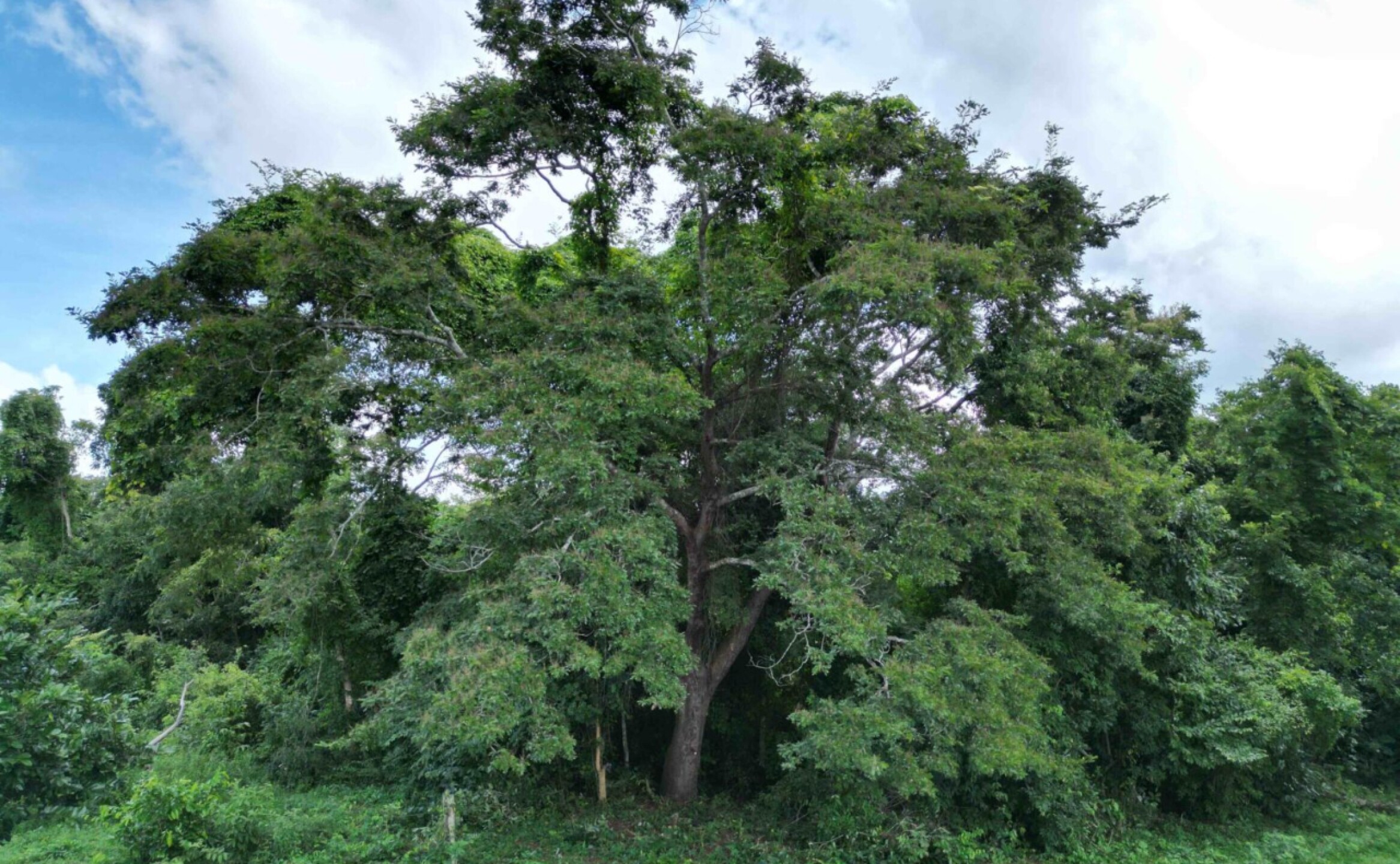 arboles-mongabay-8