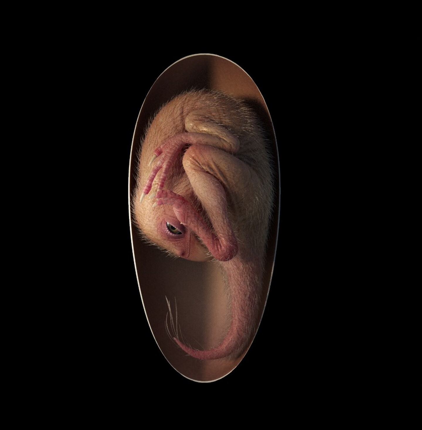 SCIENCE-PALEONTOLOGY-DINASAURS-CHINA