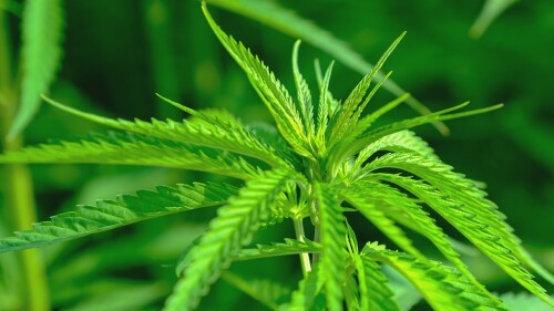 hemp-4354381_1280