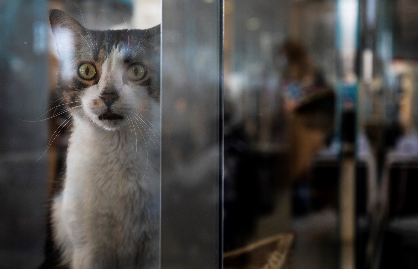 España investiga laboratorio por crueldad animal