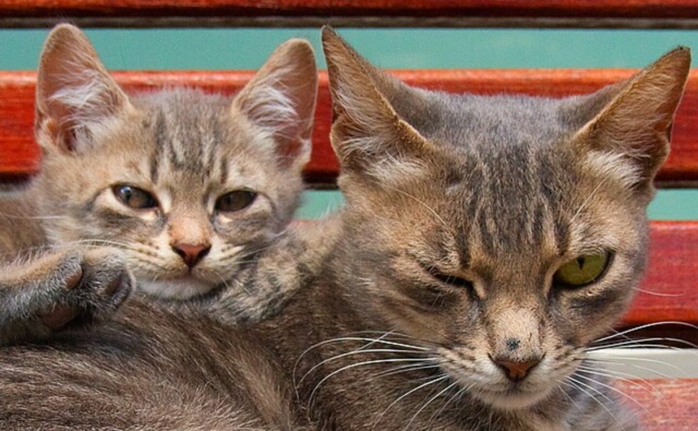 gatos-expreiones-faciales