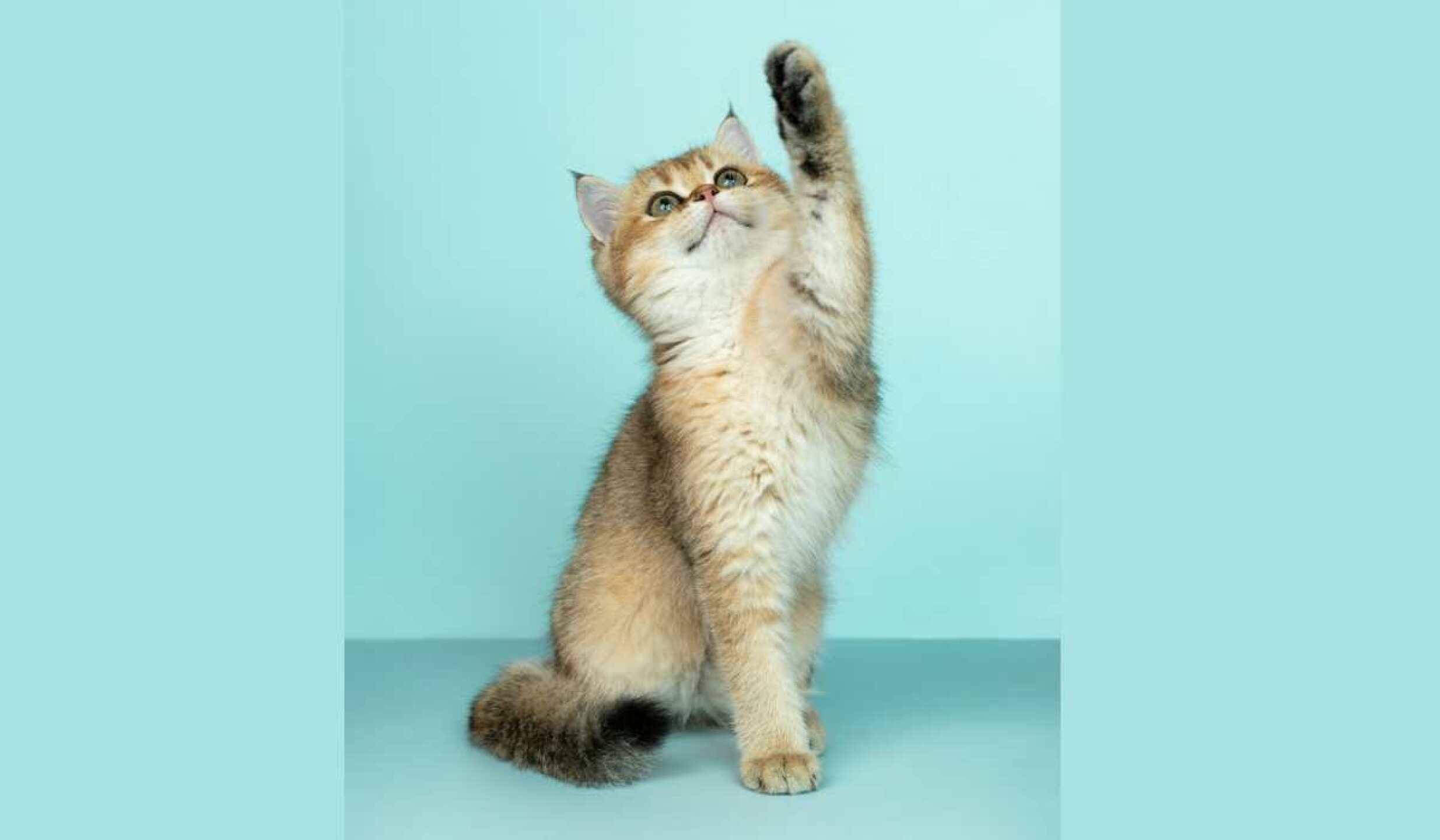 dia del gato 2025 porque se llaman karen las duenas de michis(1).jpg