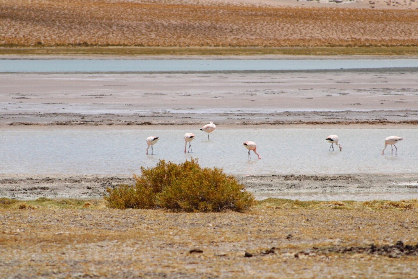 flamencos