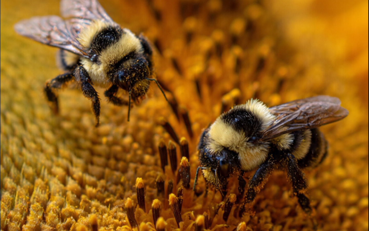 Insectos polinizadores